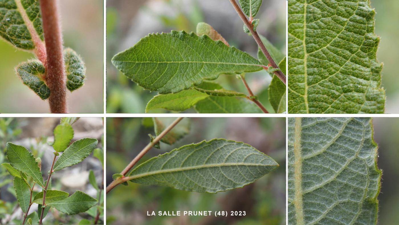 Sallow, Common leaf